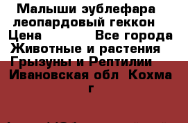 Малыши эублефара ( леопардовый геккон) › Цена ­ 1 500 - Все города Животные и растения » Грызуны и Рептилии   . Ивановская обл.,Кохма г.